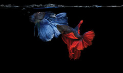 異文化間の交渉で生じがちな誤解を防ぐ4つのルール