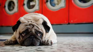 日本人のメンタルヘルスがコロナ後も改善しない背景