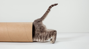 好奇心の5つの類型