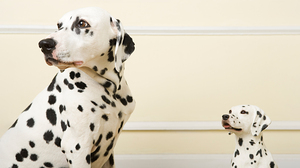 新しい上司を失敗させないために、できる部下はこうサポートしている