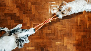 優れたプロジェクトマネジャーは、組織間の対立にどう対処しているか