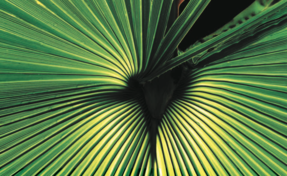 キーストーン戦略：ビジネス生態系の掟