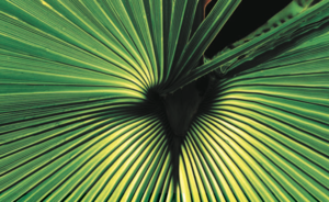 キーストーン戦略：ビジネス生態系の掟