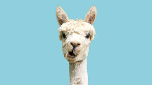 上司に意見を言う時は「タイミング」が重要だ