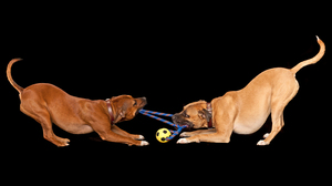 チーム内の緊張は、リーダーが積極的に解決しなければならない