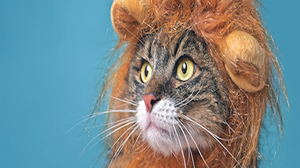 勇気あるリーダーは自分の弱さを素直に認められる