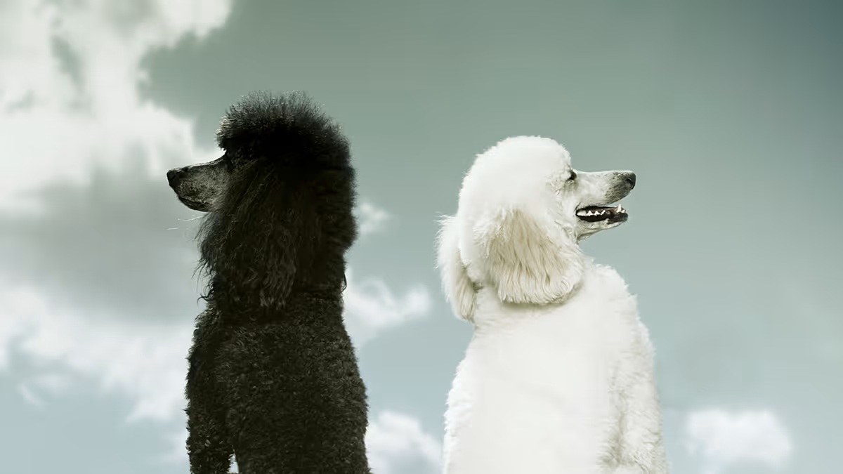 なぜ共同CEO体制は成功と失敗に分かれるのか