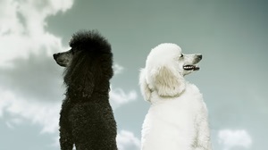 なぜ共同CEO体制は成功と失敗に分かれるのか