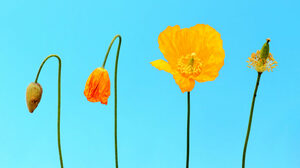 非同期的な働き方がチームの創造性を高める