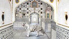 AIの力で顧客が望むパーソナライゼーションを実現する