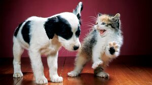 フィードバックと多様性：従業員の本音を引き出し、組織に活かす