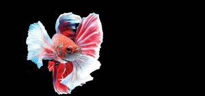 高業績CEOの資質は4つの行動に表れる