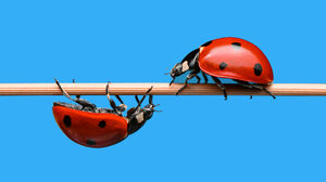 なぜ相反する考え方が企業戦略を強化するのか