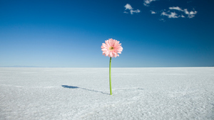 人材を求めるスタートアップにとって高尚なパーパスは裏目に出るおそれがある