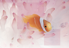 共進化のシナジー創造経営