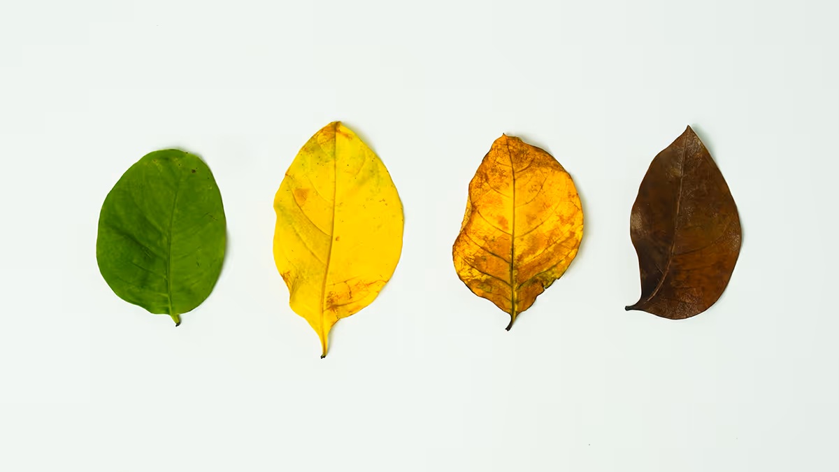 組織が経験する4つの「季節」に応じたリーダーシップを発揮せよ