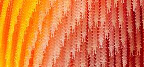 CHROは経営者たれ