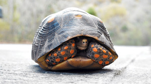 新入社員の心理的安全性は、入社直後から急速に低下する